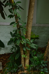 Heptapleurum actinophyllum