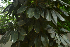 Heptapleurum actinophyllum