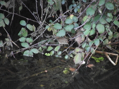 Troglodytes troglodytes