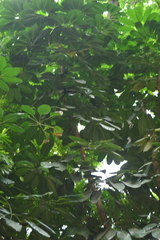 Heptapleurum actinophyllum