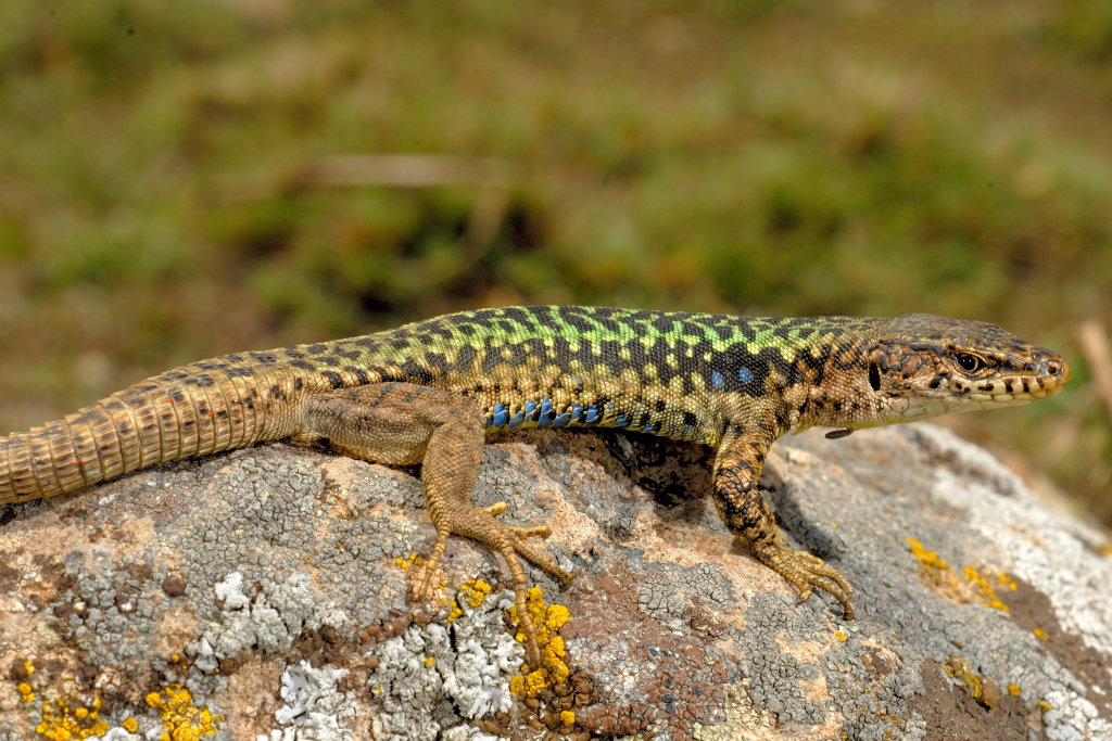 Caucasian Rock Lizard