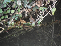 Troglodytes troglodytes