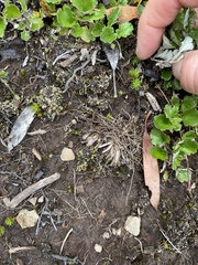 Goodenia hederacea alpestris