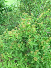 Spiraea ouensanensis