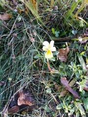 Viola lutea calaminaria