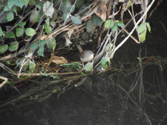 Troglodytes troglodytes