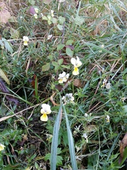 Viola lutea calaminaria