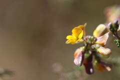 Aspalathus divaricata divaricata