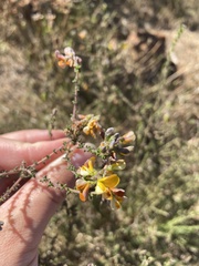 Aspalathus divaricata divaricata