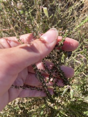 Aspalathus divaricata divaricata