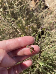 Aspalathus divaricata divaricata