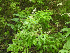 Spiraea salicifolia