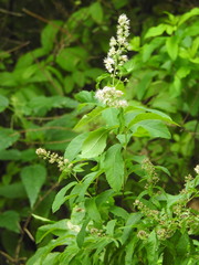 Spiraea salicifolia
