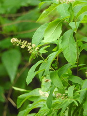Spiraea salicifolia