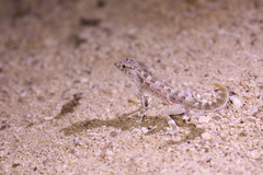 Pristurus carteri