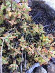 Erepsia forficata