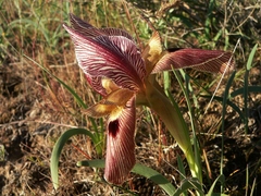 Iris sprengeri