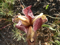 Iris sprengeri