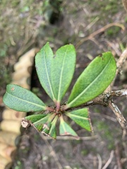 Magnoliopsida