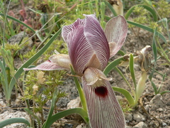 Iris sprengeri