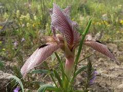 Iris sprengeri