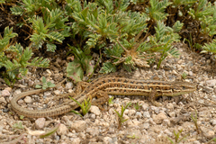 Dwarf Lizard photo 2