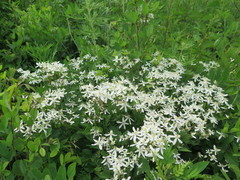 Clematis terniflora mandshurica