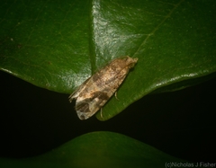 Megalota uncimacula