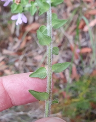 Prostanthera densa