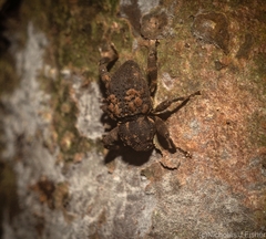 Methidrysis afflicta