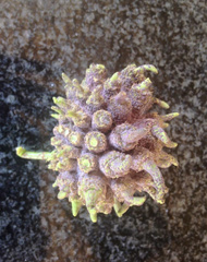 Cephalotelium macowanianum