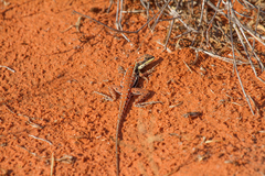 Ctenophorus isolepis