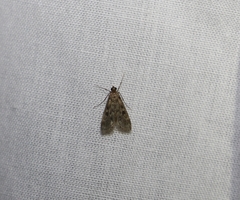 Araeomorpha diplopa