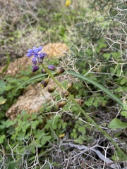 Muscari cycladicum