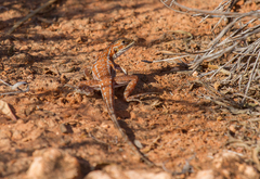 Ctenophorus isolepis