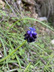 Muscari commutatum