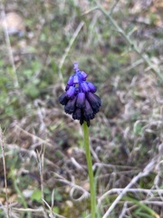 Muscari commutatum