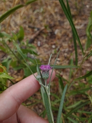 Lessingianthus rubricaulis