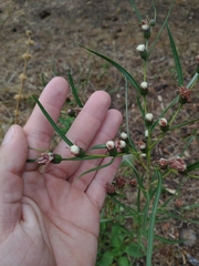 Lessingianthus rubricaulis