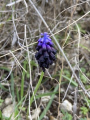 Muscari commutatum