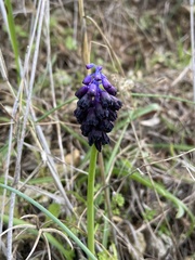 Muscari commutatum