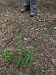 Lessingianthus rubricaulis