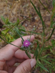 Lessingianthus rubricaulis