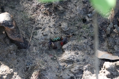 Parasesarma eumolpe