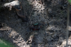 Parasesarma eumolpe