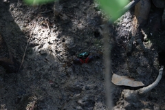 Parasesarma eumolpe