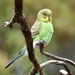 Budgerigar - Photo (c) dancg, some rights reserved (CC BY-NC)