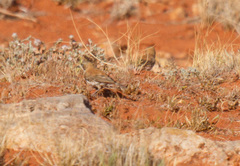Aphelocephala nigricincta