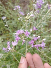 Vernonanthura chamaedrys