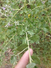 Vernonanthura chamaedrys